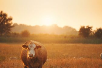 66beea9be26aa183a4643283_pasture-cow-stock