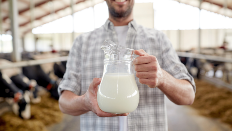 A person in a dairy barn holding a clear glass pitcher filled with fresh milk, with rows of cows and open barn architecture visible in the background.