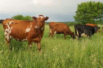 Several cows grazing in a lush green pasture under an open sky, surrounded by tall grass and a distant tree in a peaceful rural landscape.