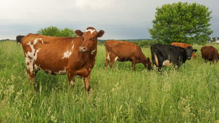 Several cows grazing in a lush green pasture under an open sky, surrounded by tall grass and a distant tree in a peaceful rural landscape.